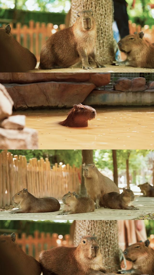 江蘇浙江上海動物園天花板--南通森林野生動物園