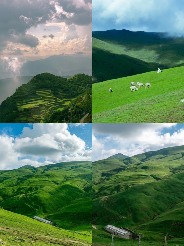 宮崎駿同款草地大海草山