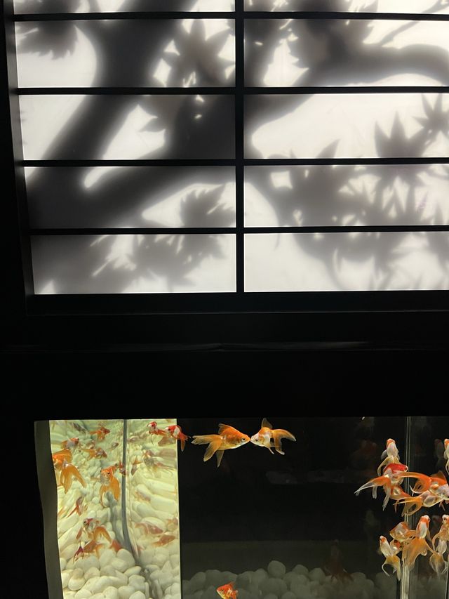 東京不可錯過銀座金魚展！市區最夯出片景點