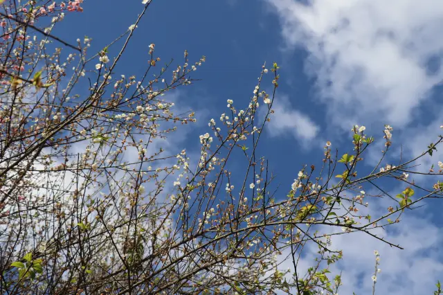 The fragrance of plum blossoms in the twelfth lunar month (Part 3)