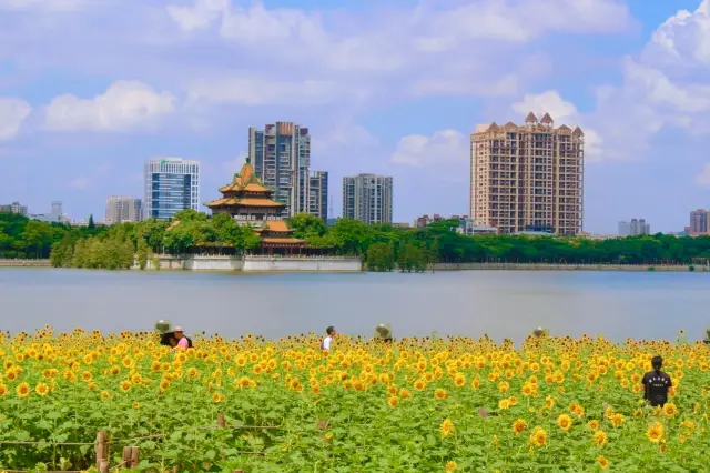 A golden sea of sunflowers welcomes you to check in