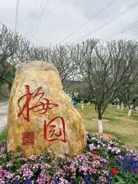 深圳梅園梅花滿山的梅花太美了