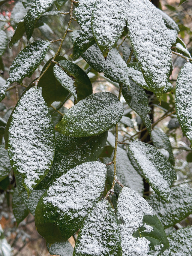 韶關雲門山春節遊玩好去處幸運碰到下雪啦