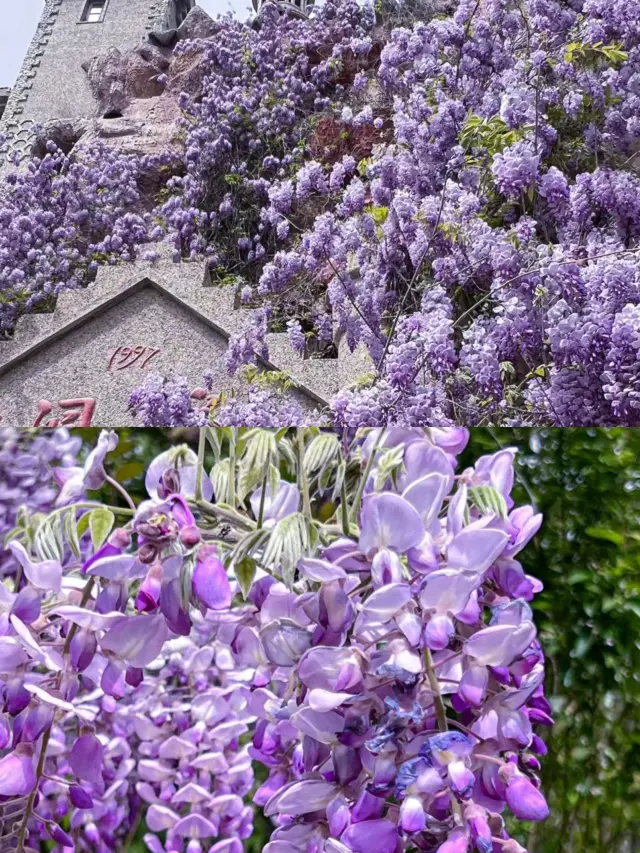 我大天津怎麼可以這麼美!城堡上的紫藤花太美了