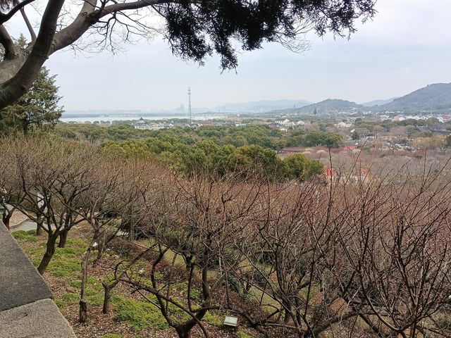 春節假期，蘇州人山人海，不如到香雪海看梅花