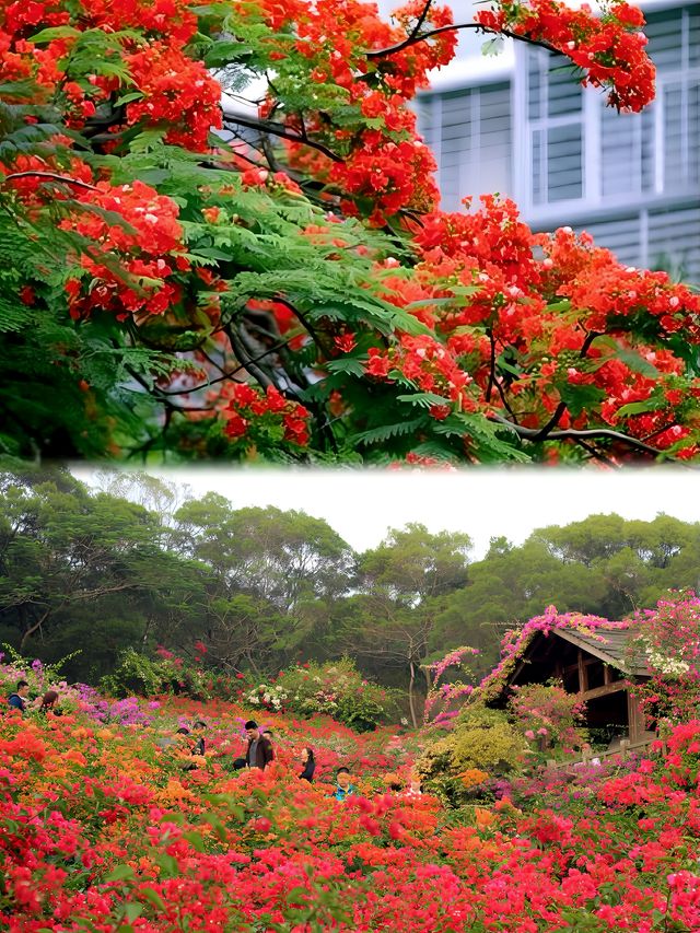 春意盎然，花海迷人——鼓浪屿賞花全攻略