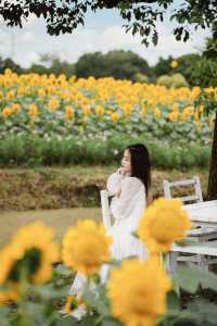🌻The sunflower's final blooming period❗️Miss it and wait a year❗️
