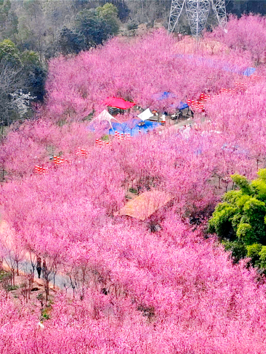 四川最美梅花地大公開