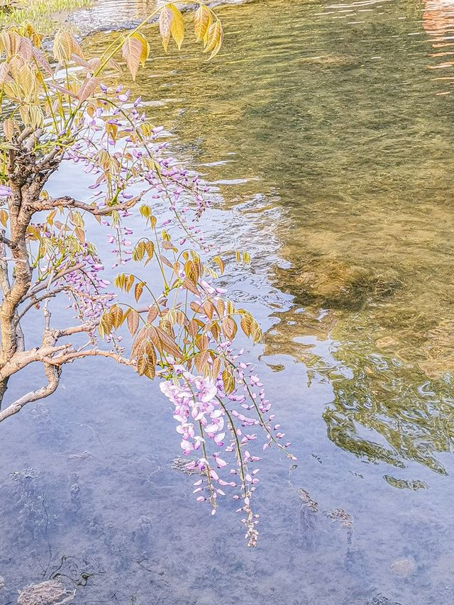 三月踏春西湖週末遊走起