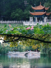 翠湖公園｜一年有四季，四季皆可於翠湖