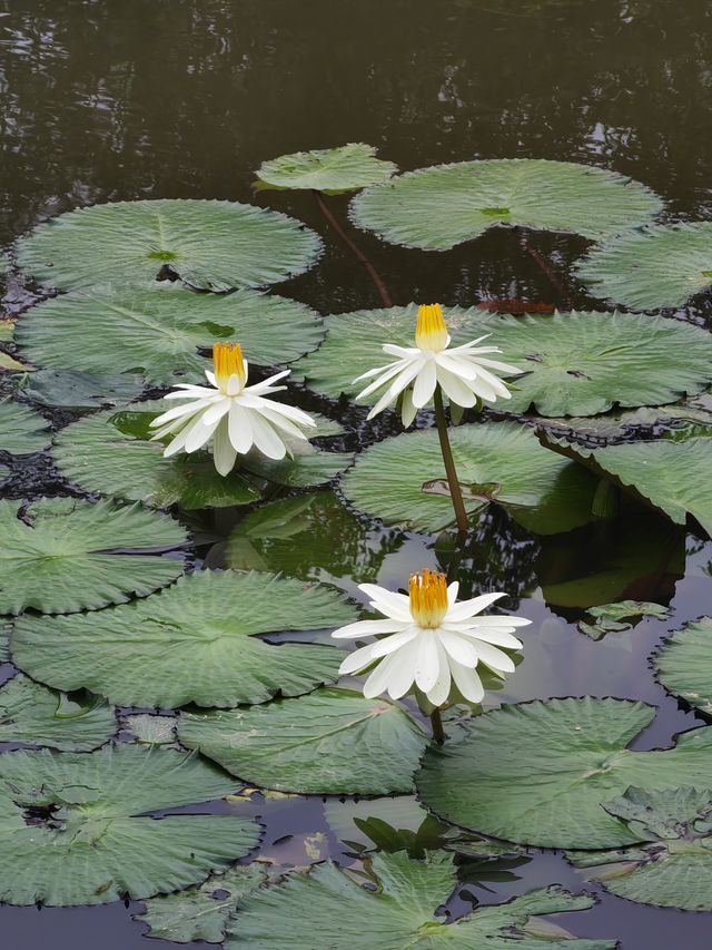 阿佤山探秘27：中科院植物園