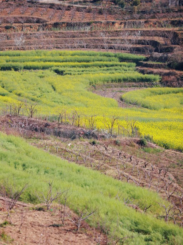 大理雾本賞花之旅｜為桃花而來，卻更愛油菜花！（附攻略）