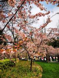 春日顶流的靜安雕塑公園櫻花季