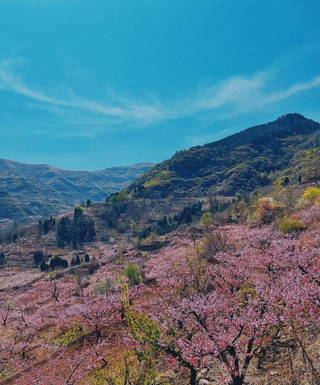 清明假期桃花盛開時