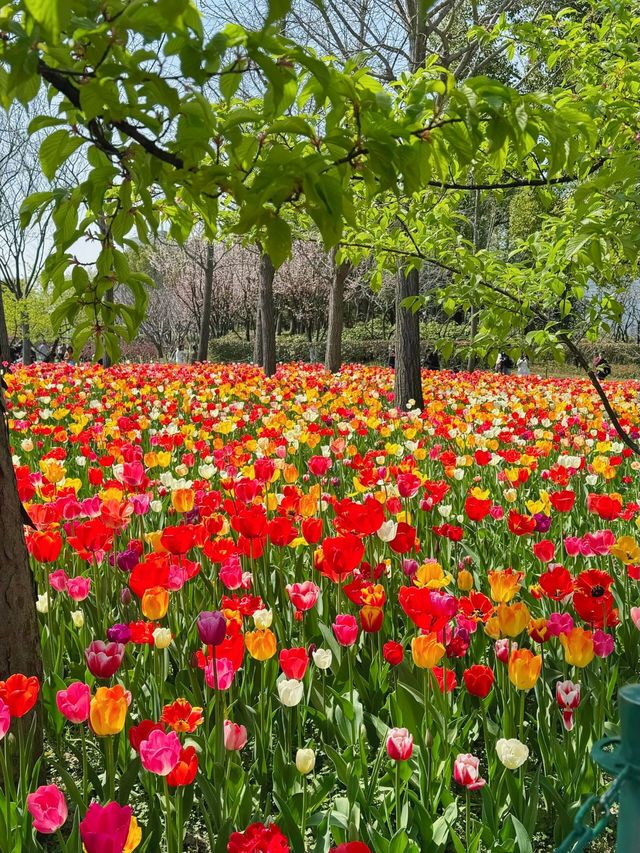 大寧公園｜50萬株鬱金香花海｜賞花地圖&攻略