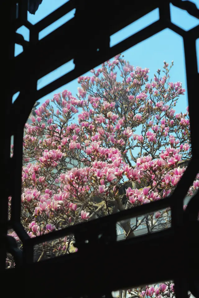 Spring Outing Season | Only when you see the magnolia flowers with your own eyes do you realize how beautiful they are!