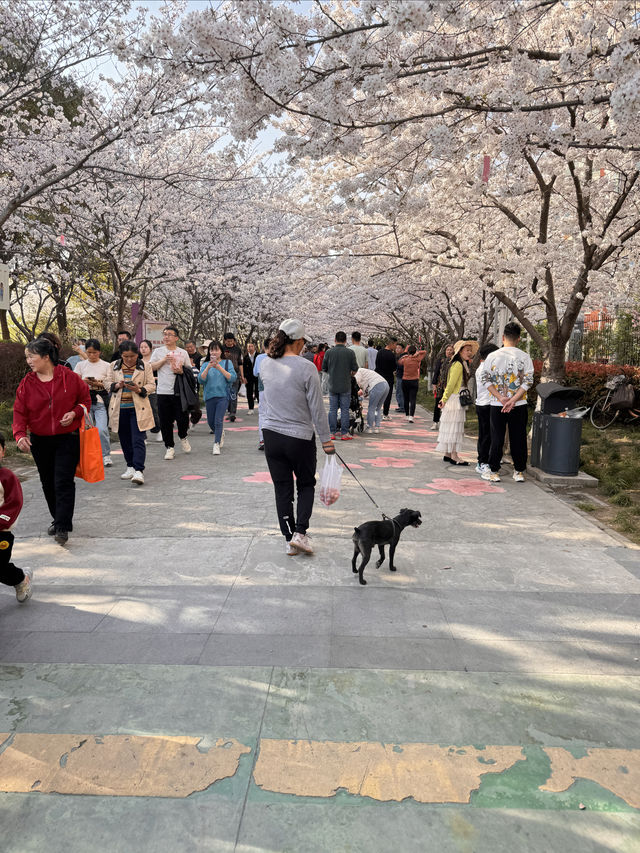 高東櫻花節，快來玩