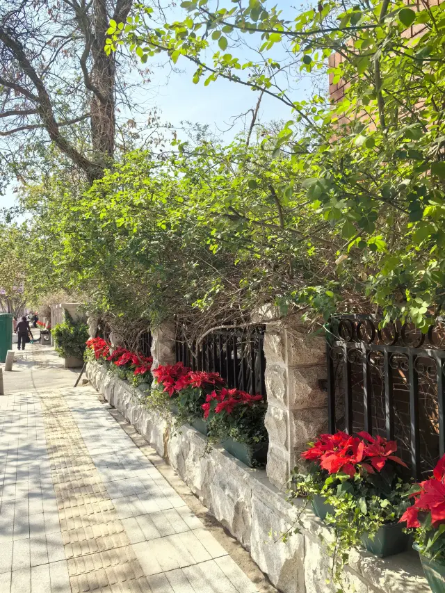 Coordinates Tianjin, the Begonia Festival is here again