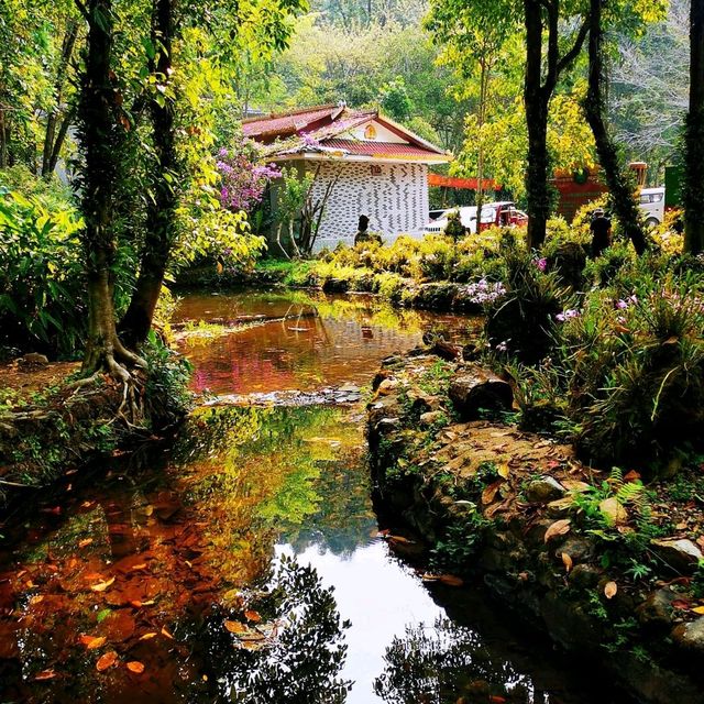 莫里熱帶雨林景區