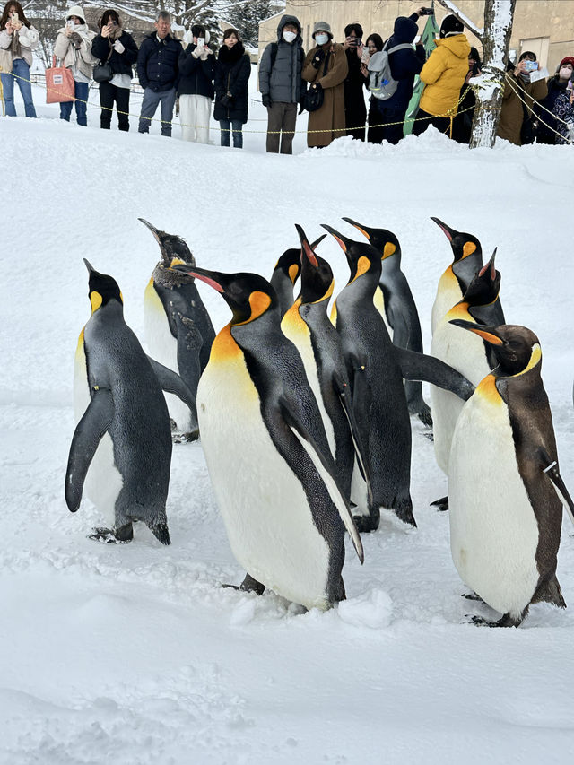 北海道親子聖地旭山動物園（企鵝漫步）