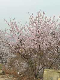 門頭溝醜兒嶺生態觀光園，去了才知道什麼叫美！
