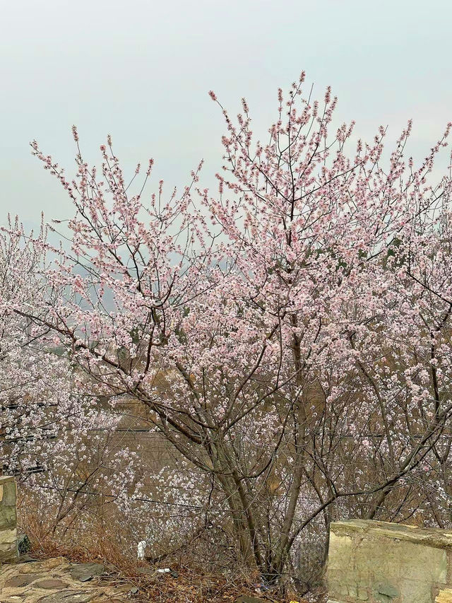 門頭溝醜兒嶺生態觀光園，去了才知道什麼叫美！