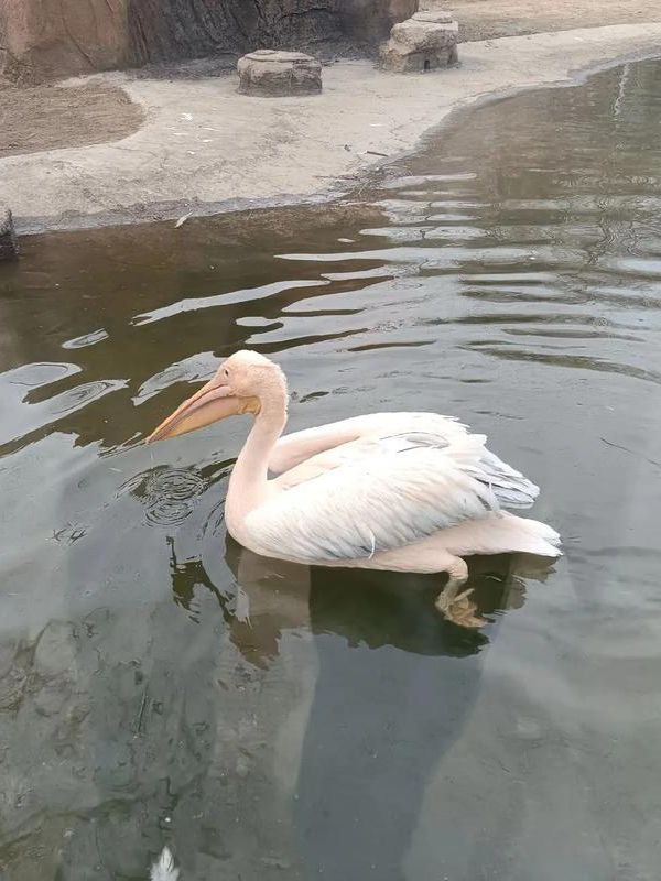 沈陽|沈陽鳥島春天踏青好去處