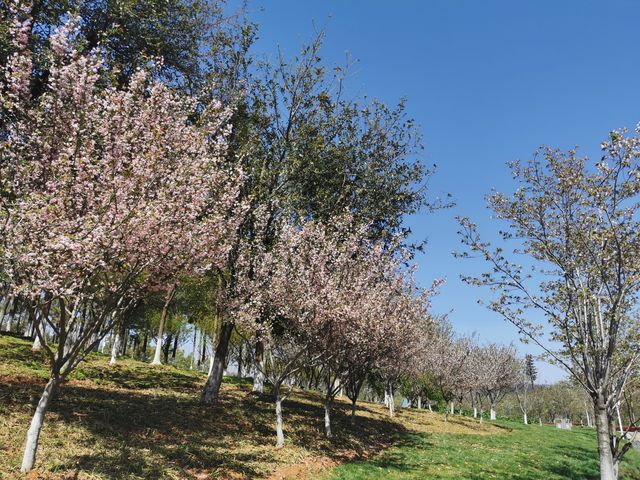 櫻花、海棠與空中列車 | 武漢西苑公園