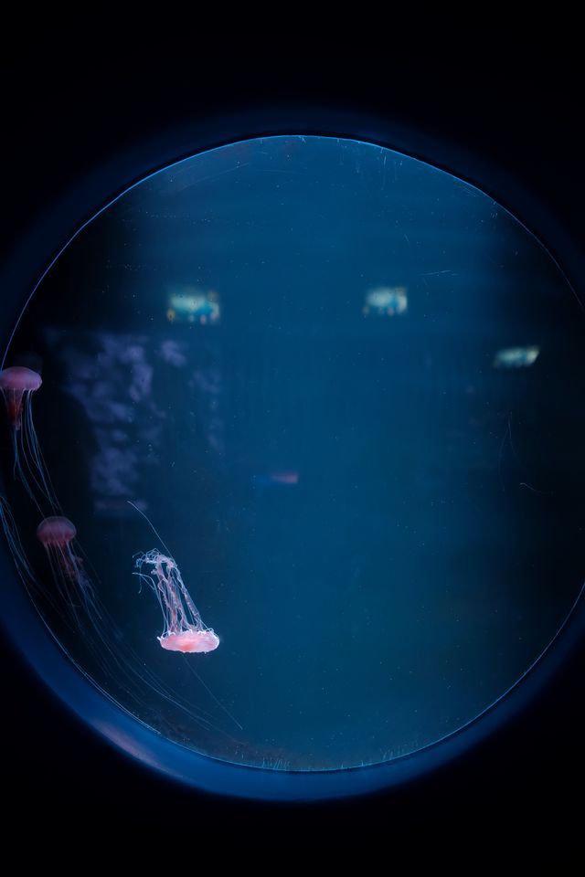 深圳海洋館|掉入 藍色夢境🫧