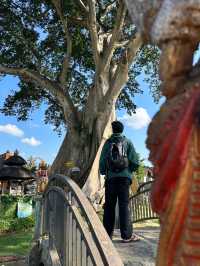 巴厘島|烏布小眾景點Bayan Ancient Tree