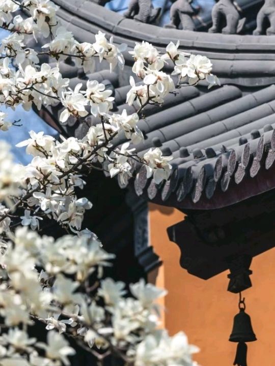 Beautiful Cherry Blossoms in Nanjing ♥️🇨🇳