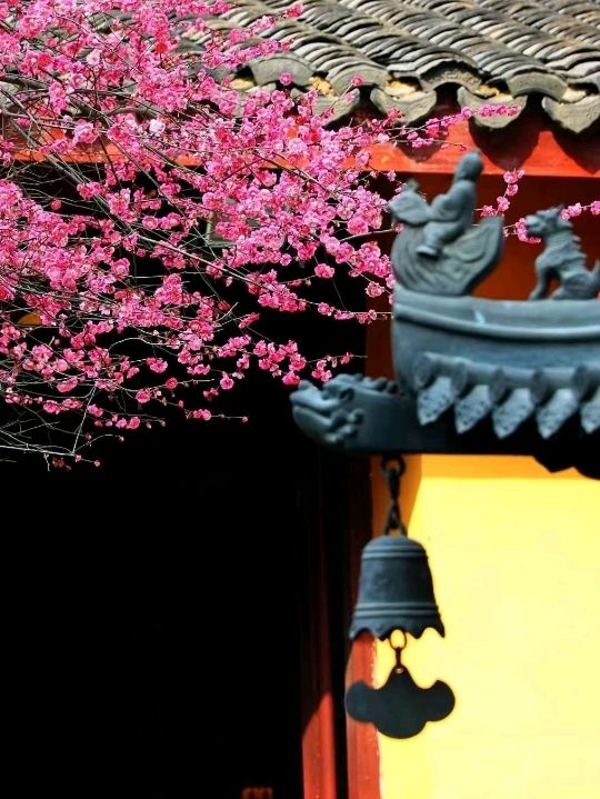 Beautiful Temple Surrounded by 🌸Blossoms🌸 