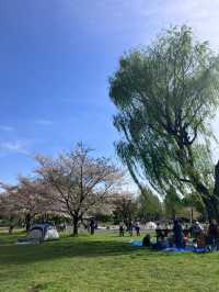 東京櫻花季快結束，收藏趁週末趕緊去看看