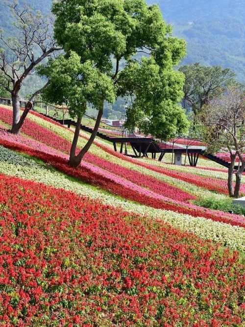 蜀南花海