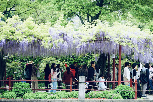 上海週末去哪裡｜嘉定紫藤園賞紫藤花