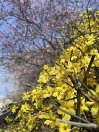 北京八大處公園春日賞花