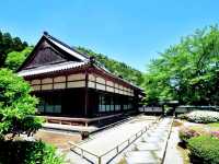 An Ancient Treasure Sakura