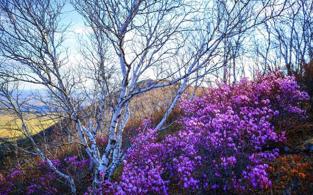 在「罕山父親」的懷抱中怒放：扎魯特的五月鮮花