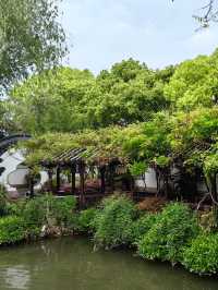 淺緣紫藤花——遊古藤園