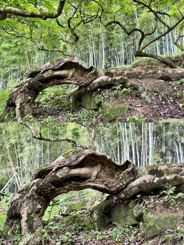 發現廣州版塞爾達森林這地方藏得夠深啊