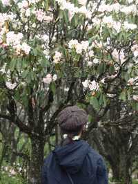 總要去陽明山看一次杜鹃花吧