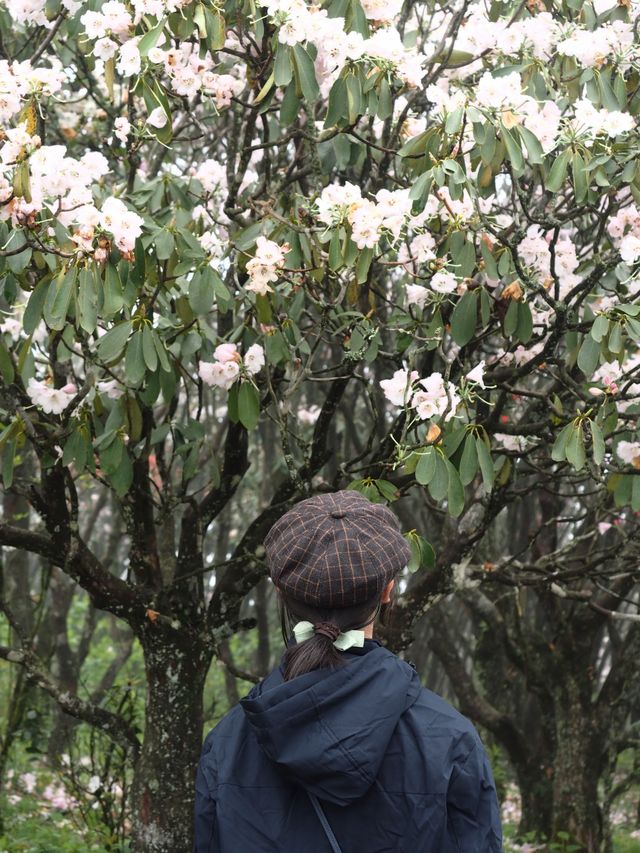 總要去陽明山看一次杜鹃花吧