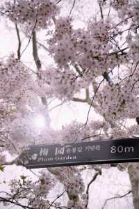 上海｜滿城花開 入目皆春意。