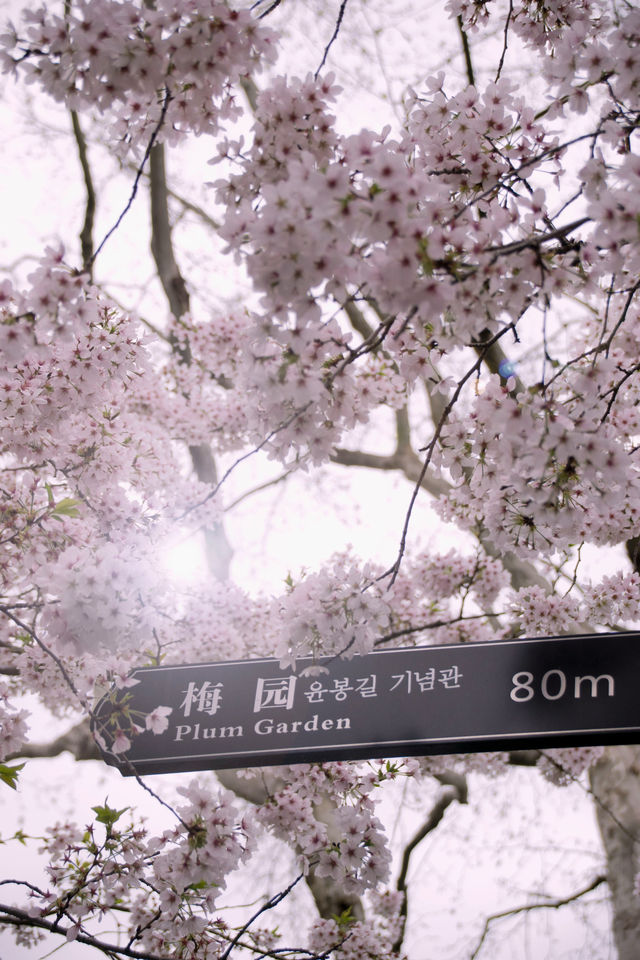 上海｜滿城花開 入目皆春意。