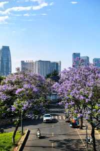 國華街上藍花楹