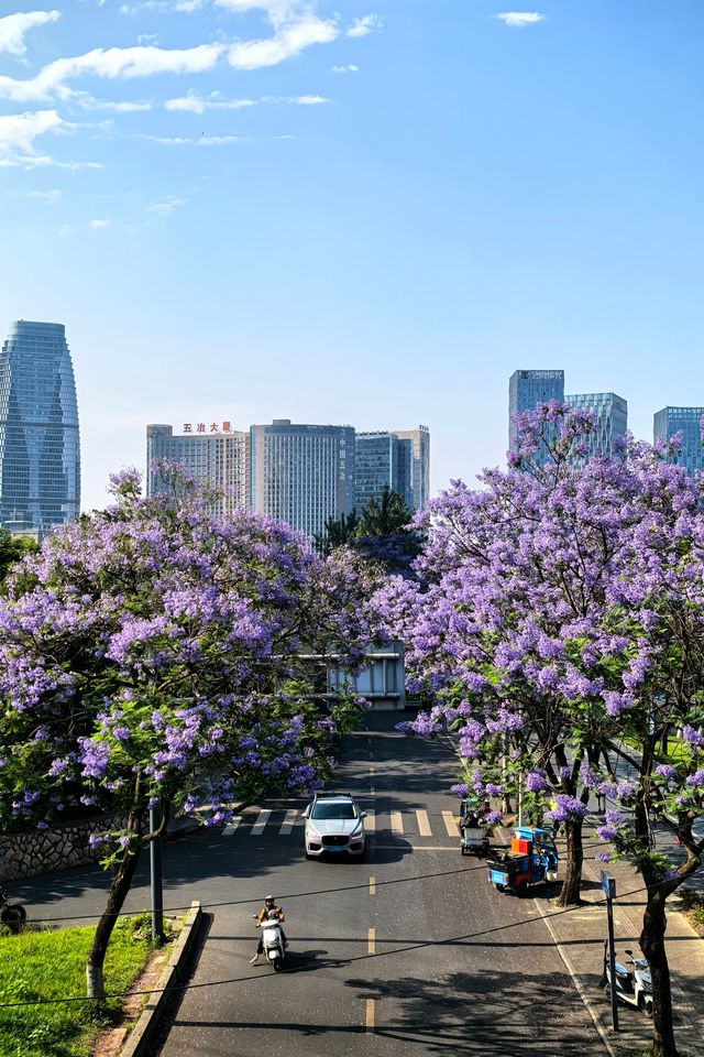 國華街上藍花楹