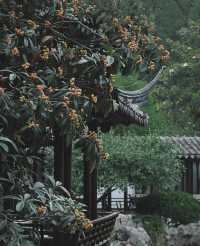 南京|一樹枇杷一樹金，江南真在詩畫裡
