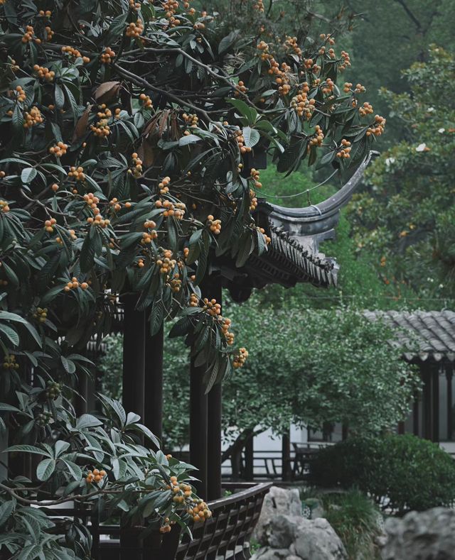 南京|一樹枇杷一樹金，江南真在詩畫裡