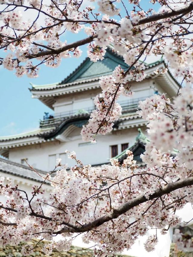 大阪出發和歌山一日遊，路線推薦~收藏。