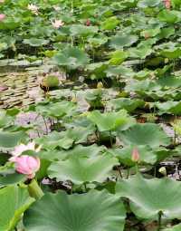 天津夏日賞荷好去處—天津水上公園。